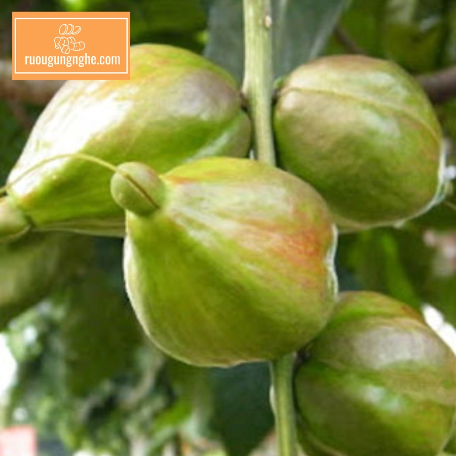 Giới thiệu về quả lộc vừng ngâm rượu