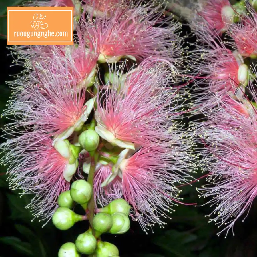 Cách ngâm rượu quả lộc vừng