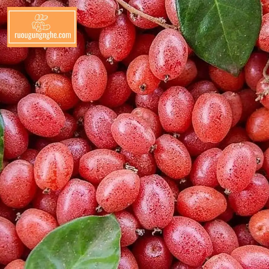 Giới thiệu về quả nhót ngâm rượu
