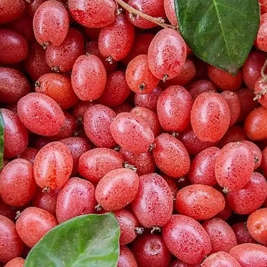 10 cách ngâm quả nhót ngâm rượu tại nhà