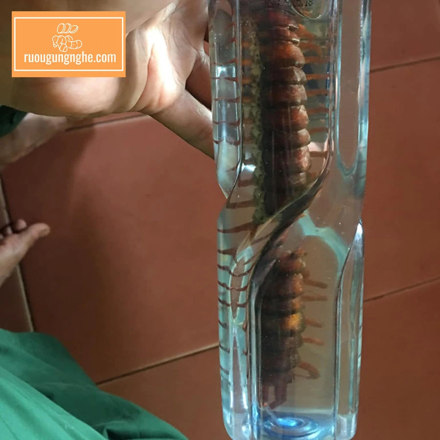 10 cách ngâm rượu rết xoa bóp hiệu quả