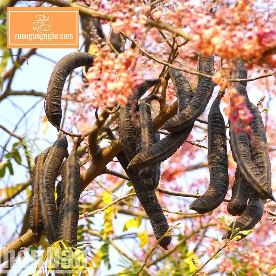 Tại sao nên ngâm rượu trái ô môi?