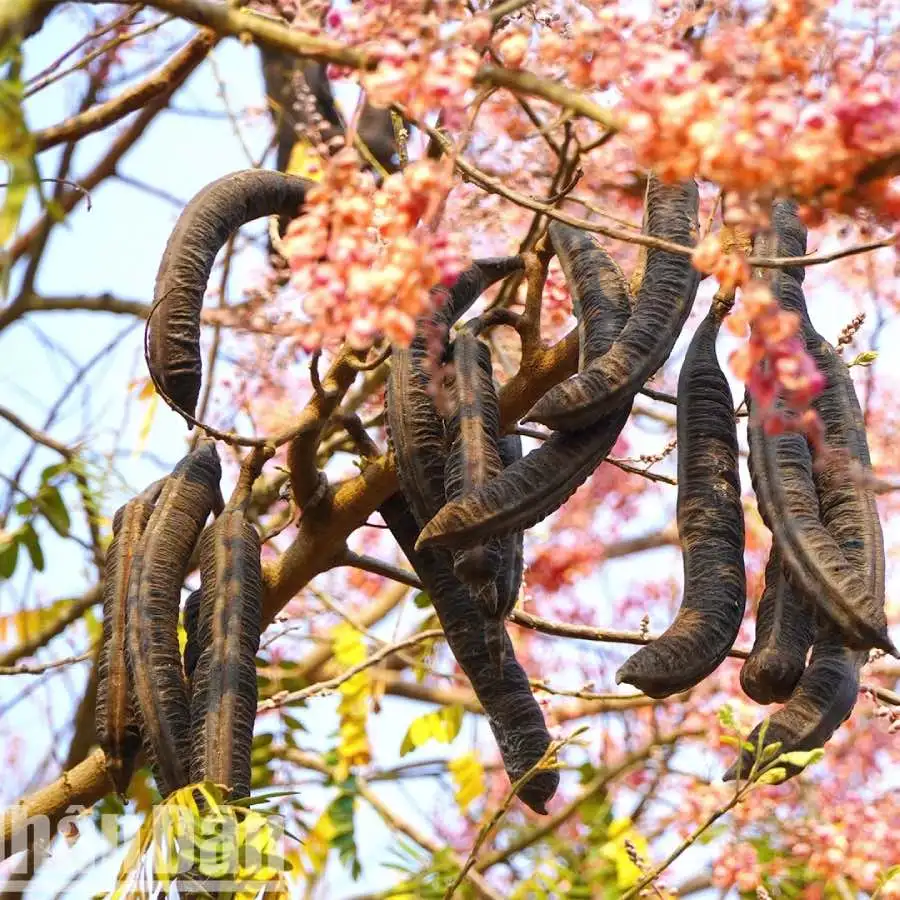 Cách ngâm rượu trái ô môi