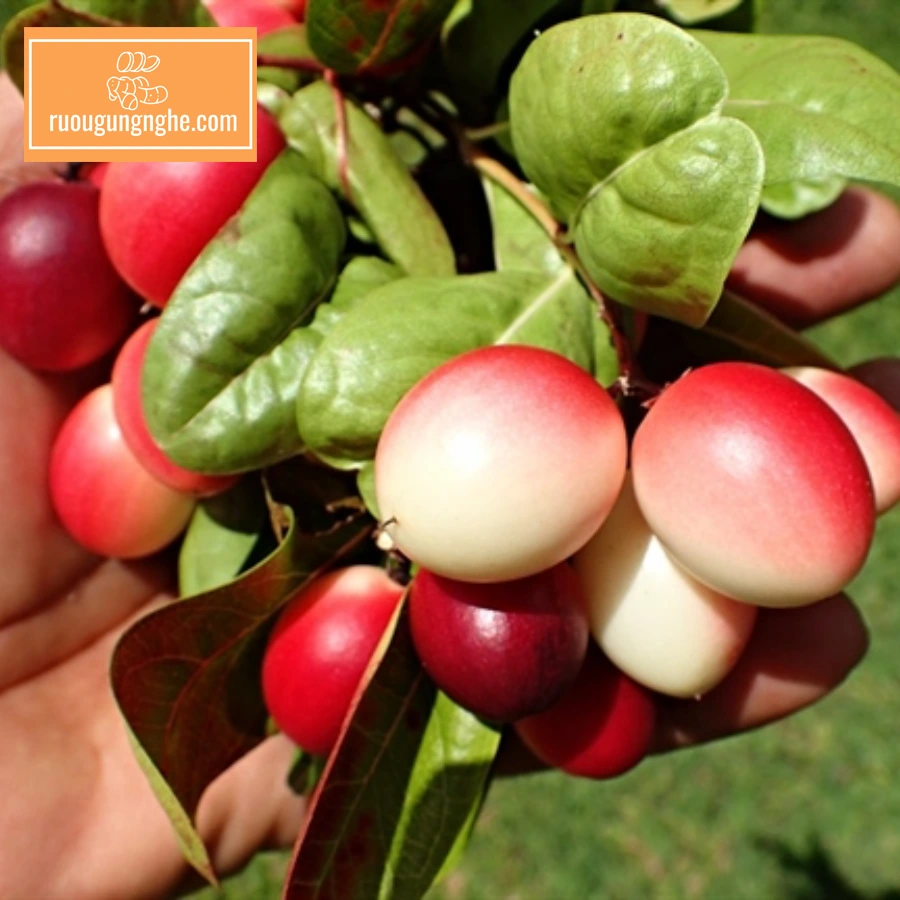 Tìm hiểu cách ngâm rượu trái siro dễ làm tại nhà