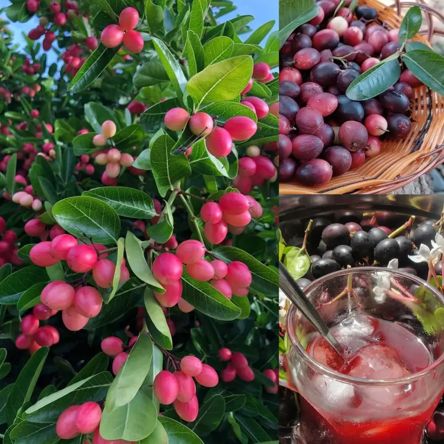 Cách ngâm rượu trái siro ngon và hiệu quả