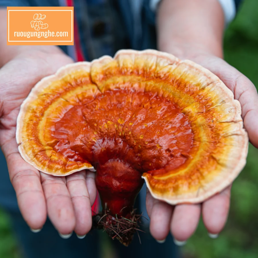 Công dụng đặc biệt của nấm lim xanh ngâm rượu