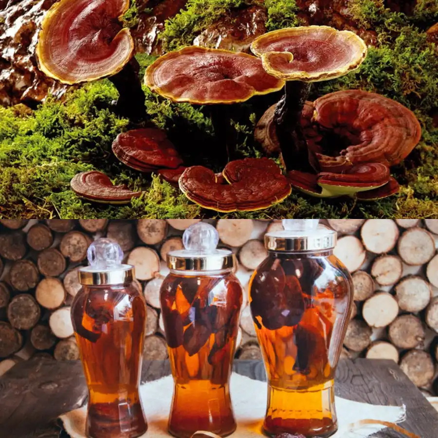 Khám phá lợi ích của nấm lim xanh ngâm rượu