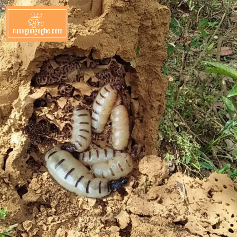 Giới thiệu về mối chúa ngâm rượu