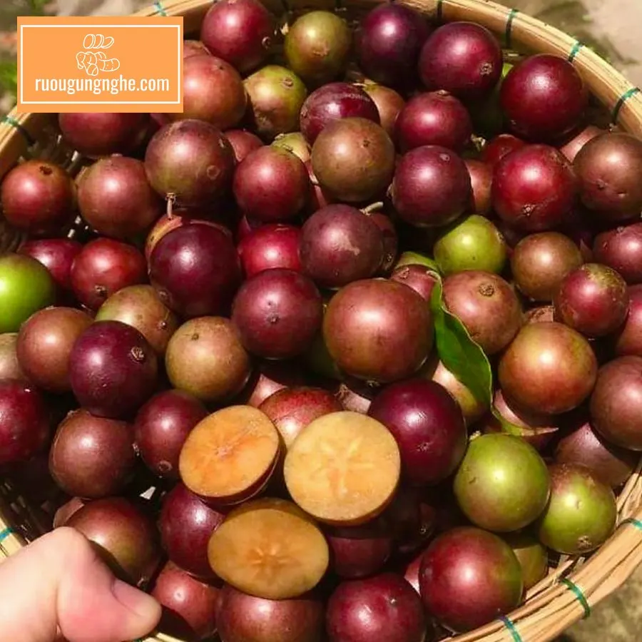 Những lưu ý khi ngâm rượu bồ quân