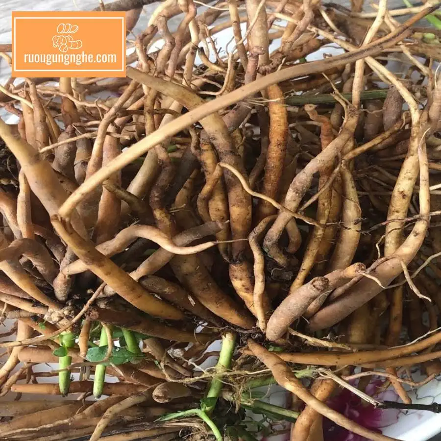 Giới thiệu chung về củ tanh tách