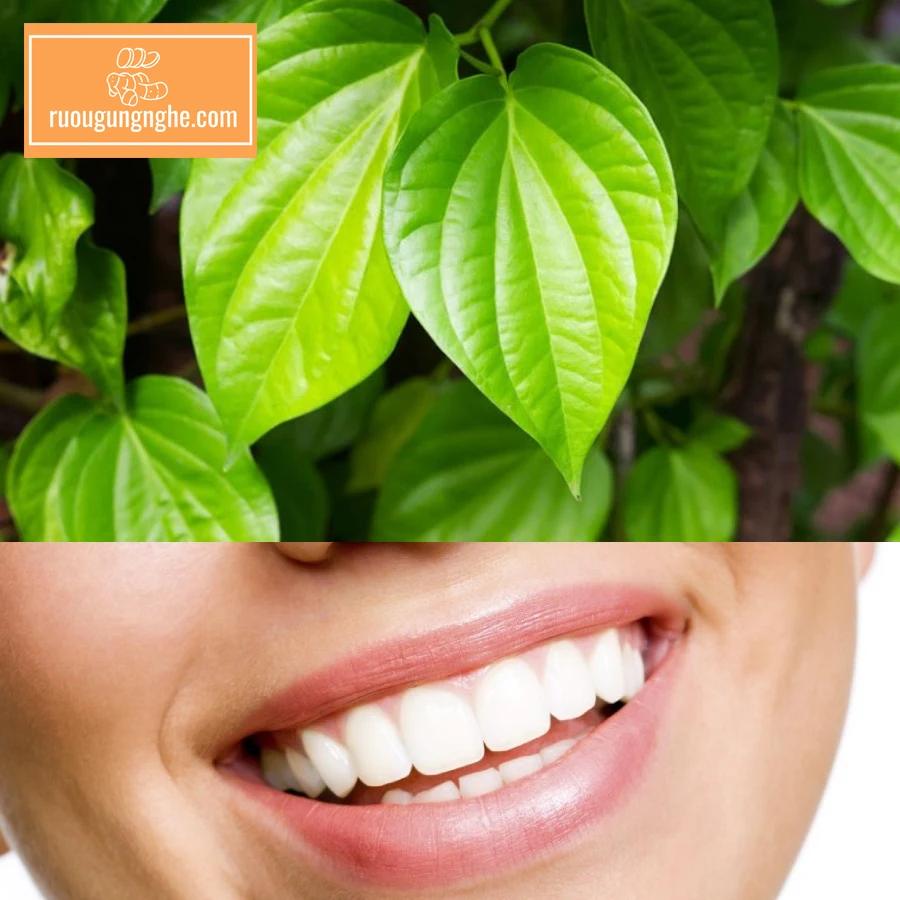 Một trong số tác dụng lá trầu không ngâm rượu là làm sạch răng miệng