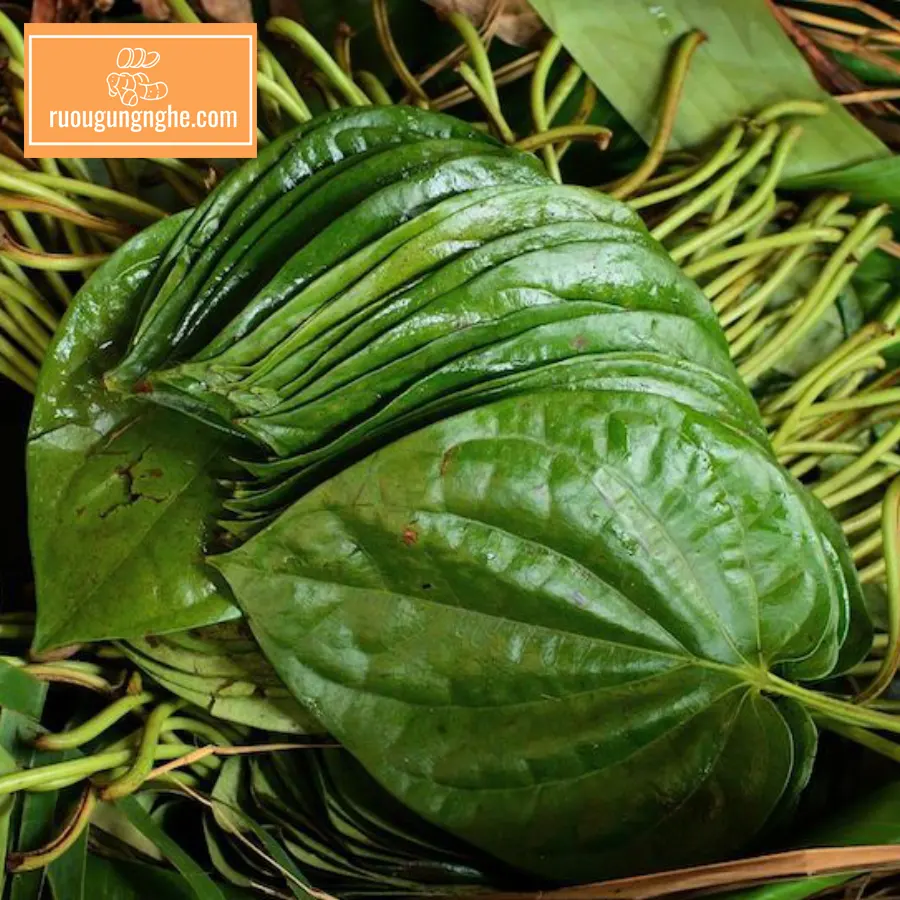 Tác dụng lá trầu không ngâm rượu là gì