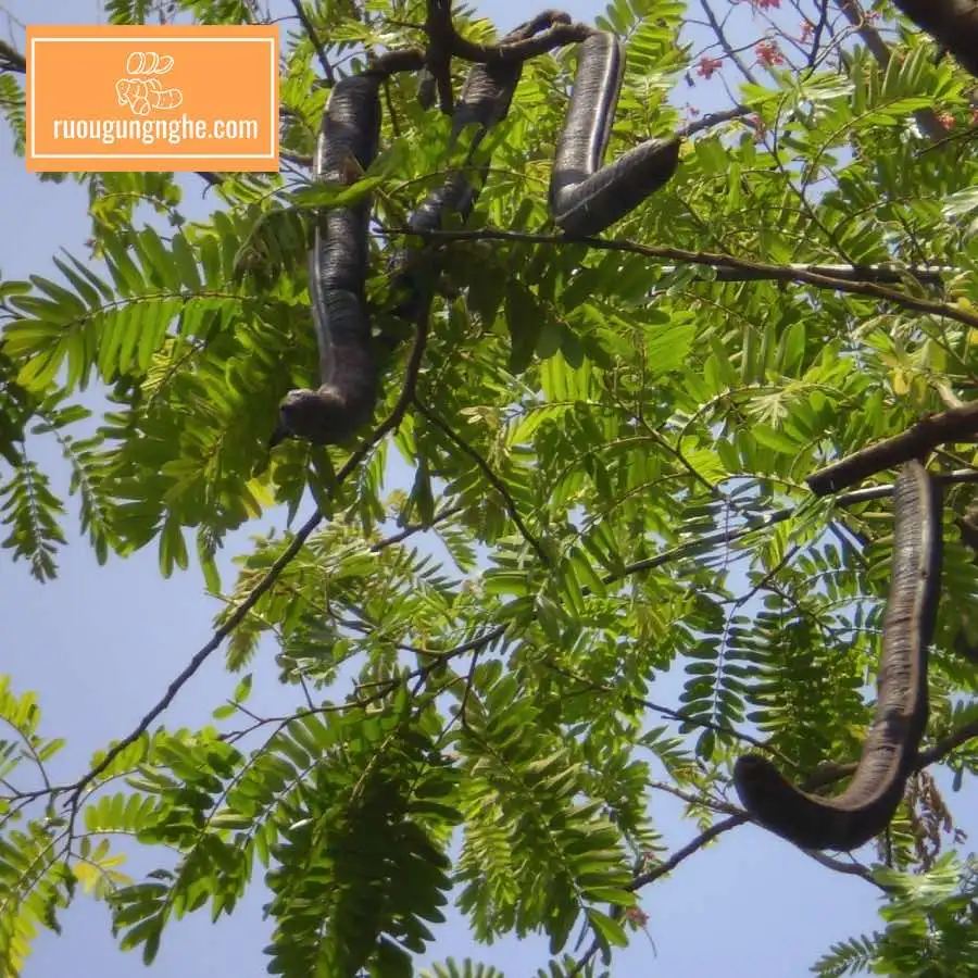 Giới thiệu về trái ô môi ngâm rượu